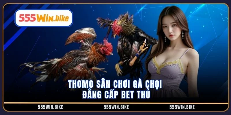 Thomo sân chơi gà chọi đẳng cấp bet thủ